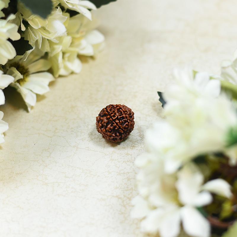 Natural Sat Mukhi / Seven Faced Rudraksha