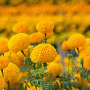 Marigold Seeds
