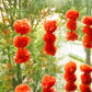 Artificial Genda Floral Hanging (Set of 5)