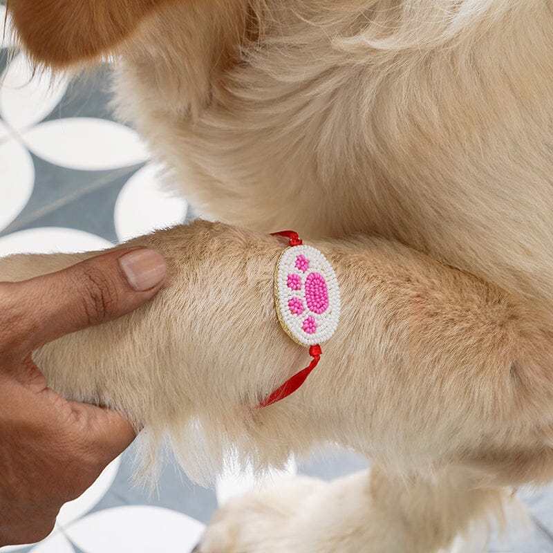 Pink Paw Bliss Dog Pet Rakhi
