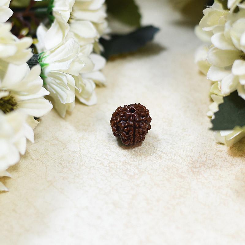 Natural Teen Mukhi/ Three Faced Rudraksha