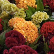 Celosia Seeds