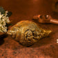 Antique Brass Vishnu Ji On Shankh