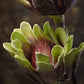 Beautiful Decorative Artificial Flower Stick