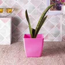 Reusable Pink Planter