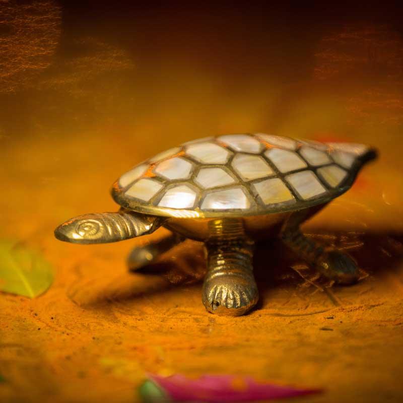 Wish Fulfilling Turtle