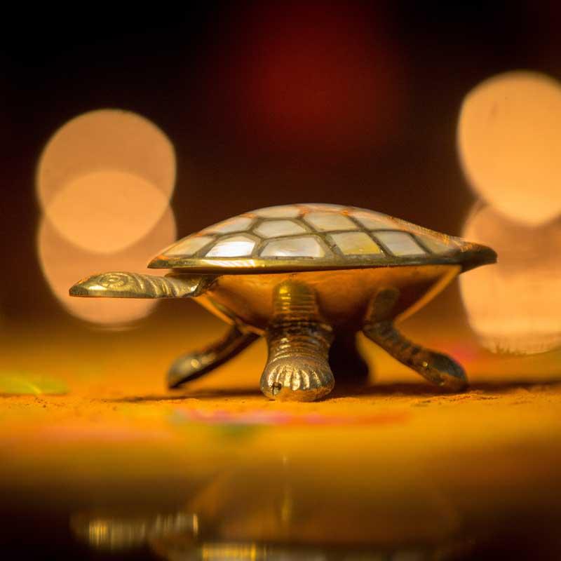 Wish Fulfilling Turtle