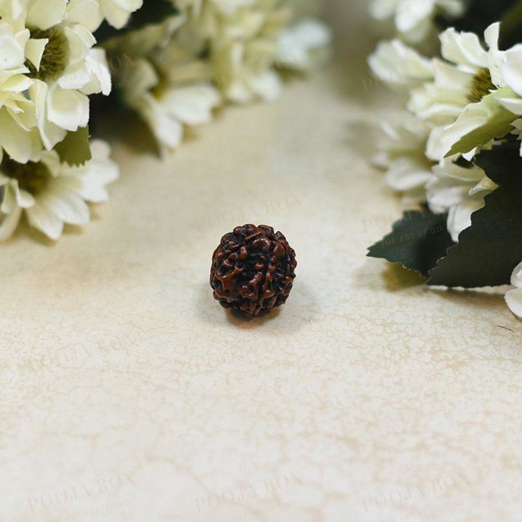 Natural Chhe Mukhi / Six Faced Rudraksha Pooja Items