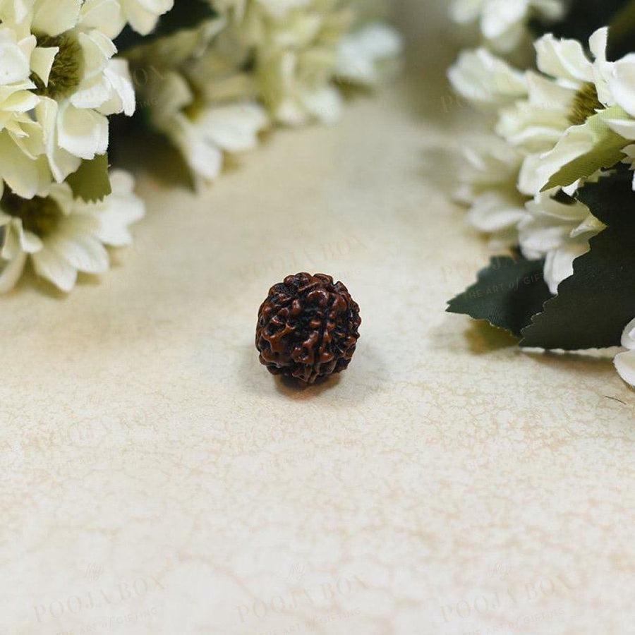 Natural Chhe Mukhi / Six Faced Rudraksha Pooja Items